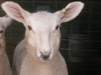 Border Leicester Pet Ram